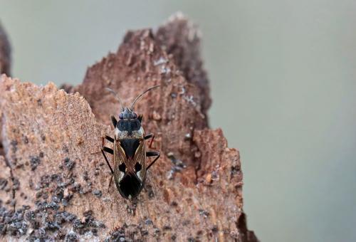Rhyparochromus vulgaris